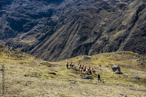 Paisaje de montaña con llamas