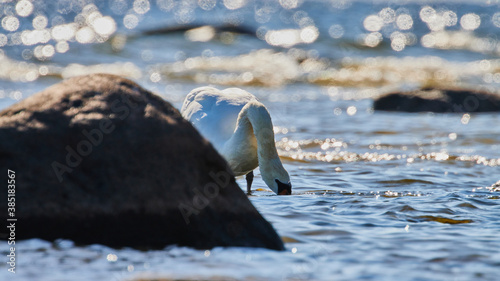 Swan in the Baltic sea swimming near coastline photo