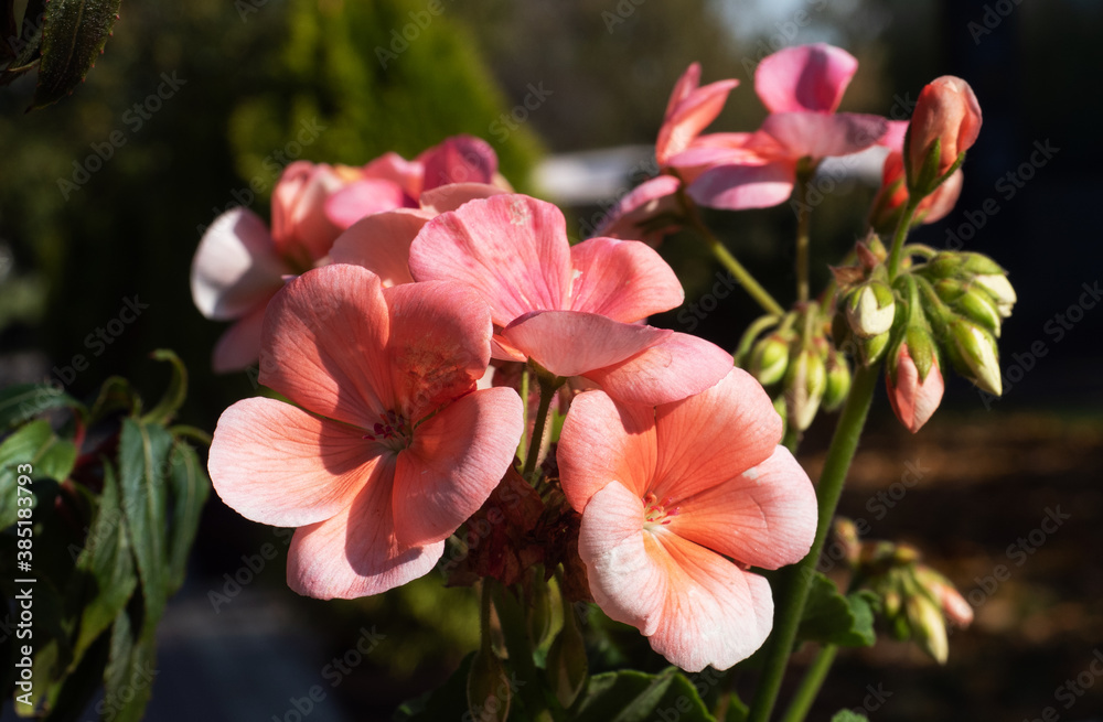 Fototapeta premium Red flower pelargonium geranium plant flower closeup