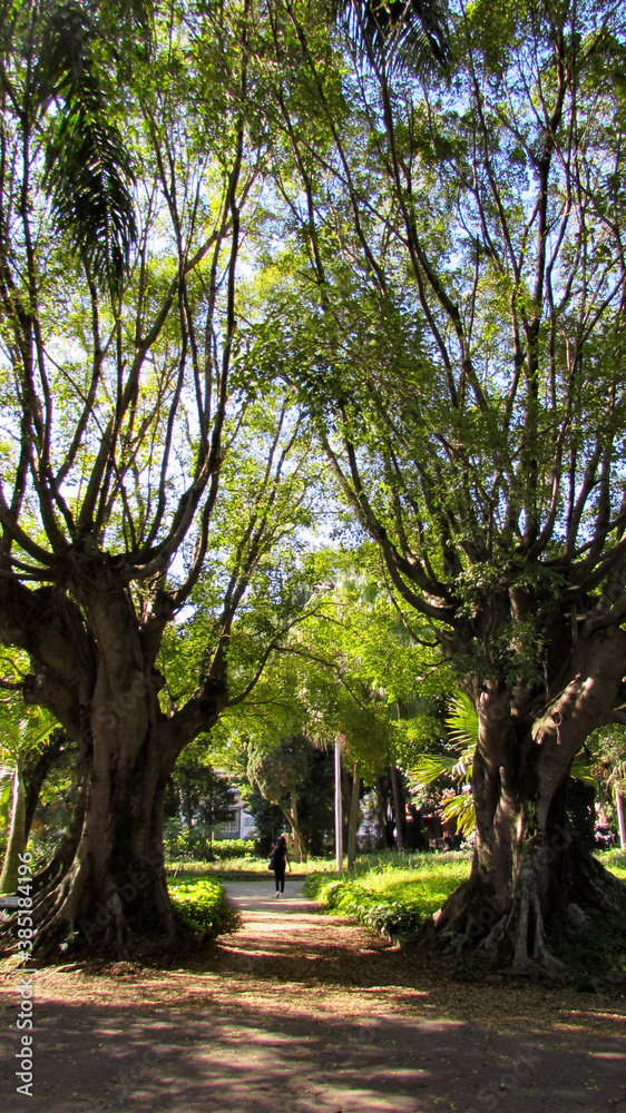 Obraz premium trees in the park