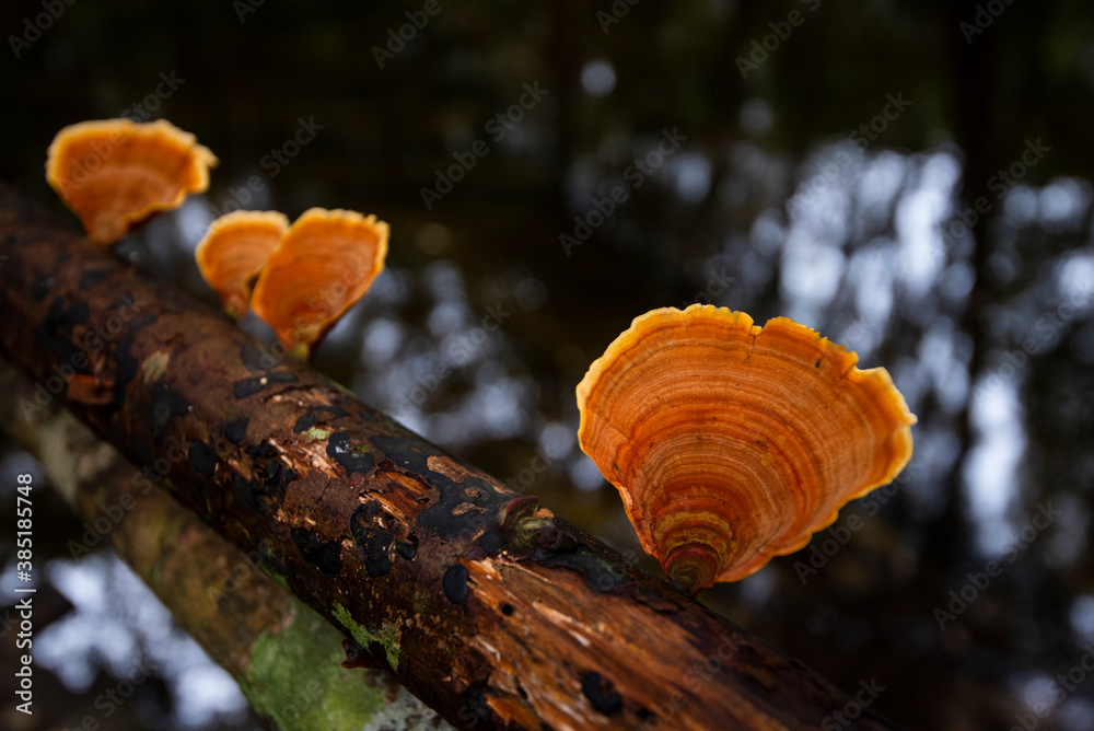 Forest mushroom on wood in the nature jungle - outdoor autumn wild mushroom red Forest mushroom on wood in the nature jungle - outdoor autumn wild mushroom red