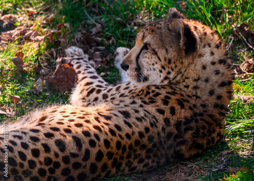 Beautiful spotted cheetah relaxing in the grass