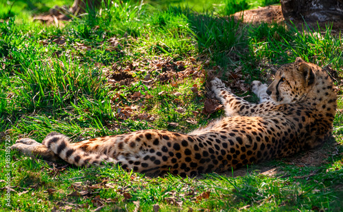 Photography Beautiful spotted cheetah relaxing in the grass