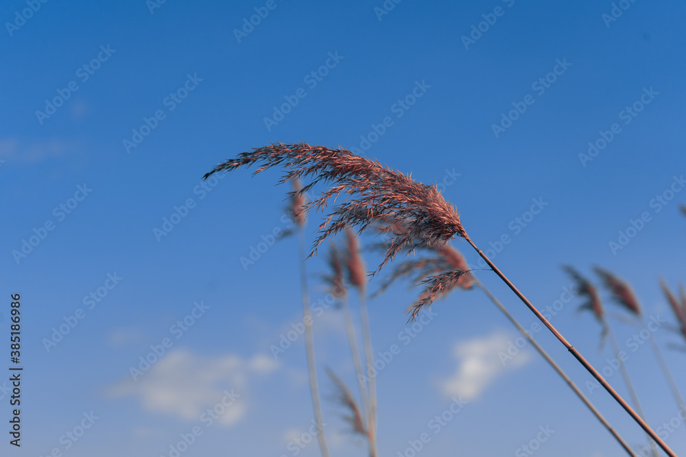 Fototapeta premium sunset in the reed field