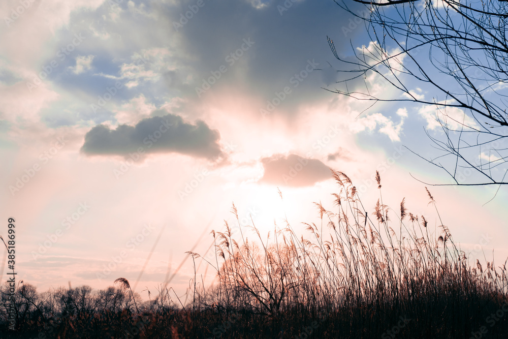 
sunset in the reed field