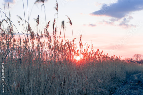 sunset in the reed field