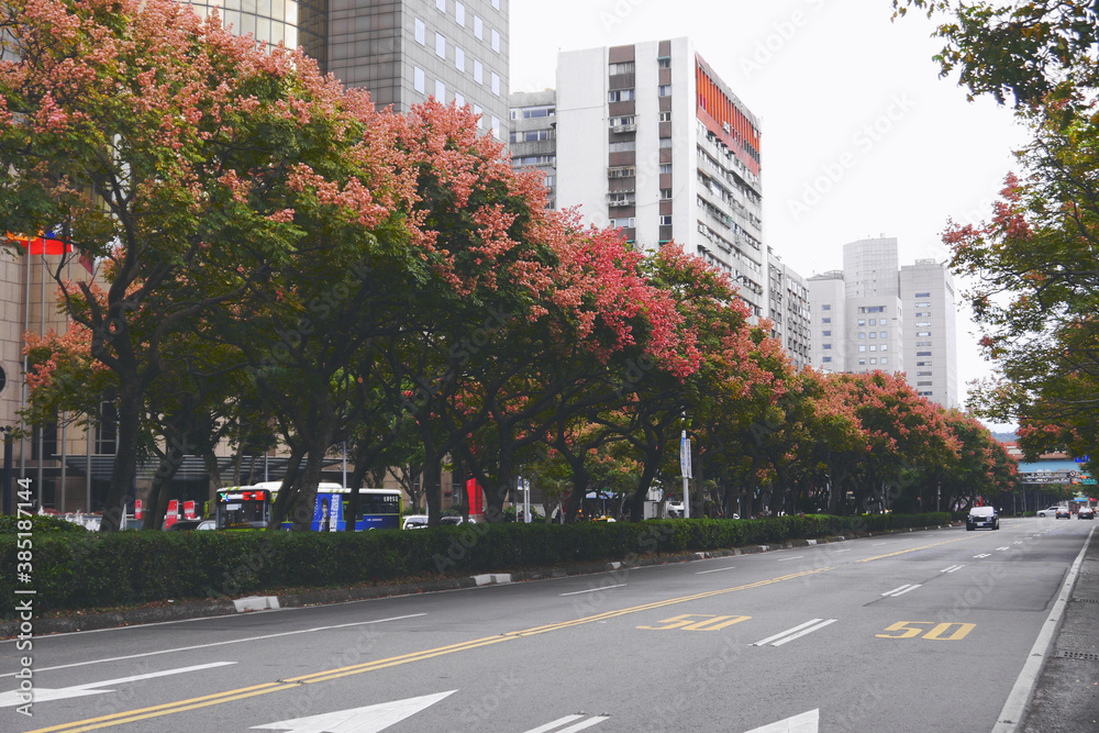 Taiwanese rain trees are blooming on both sides of the Dunhua South Road in Taipei, Taiwan. Koelreuteria elegans, more commonly known as flamegold rain tree or Taiwanese rain trees.