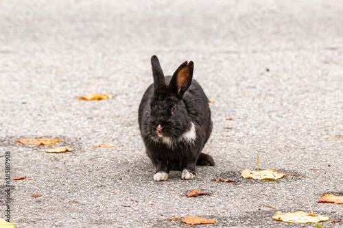 one black rabbit with white fur on its neck and paws and a small bite mark on one of the ears sitting on the paved ground in the park with blood stein on its nose after a fight 