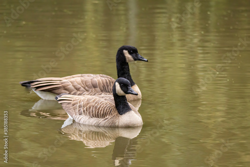 two Canada geese swimming in the pond with a reflection on calm water surface