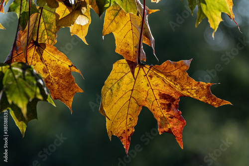 Yellowed maple leaves sway in the wind. Backlit autumn leaves. happy autumn