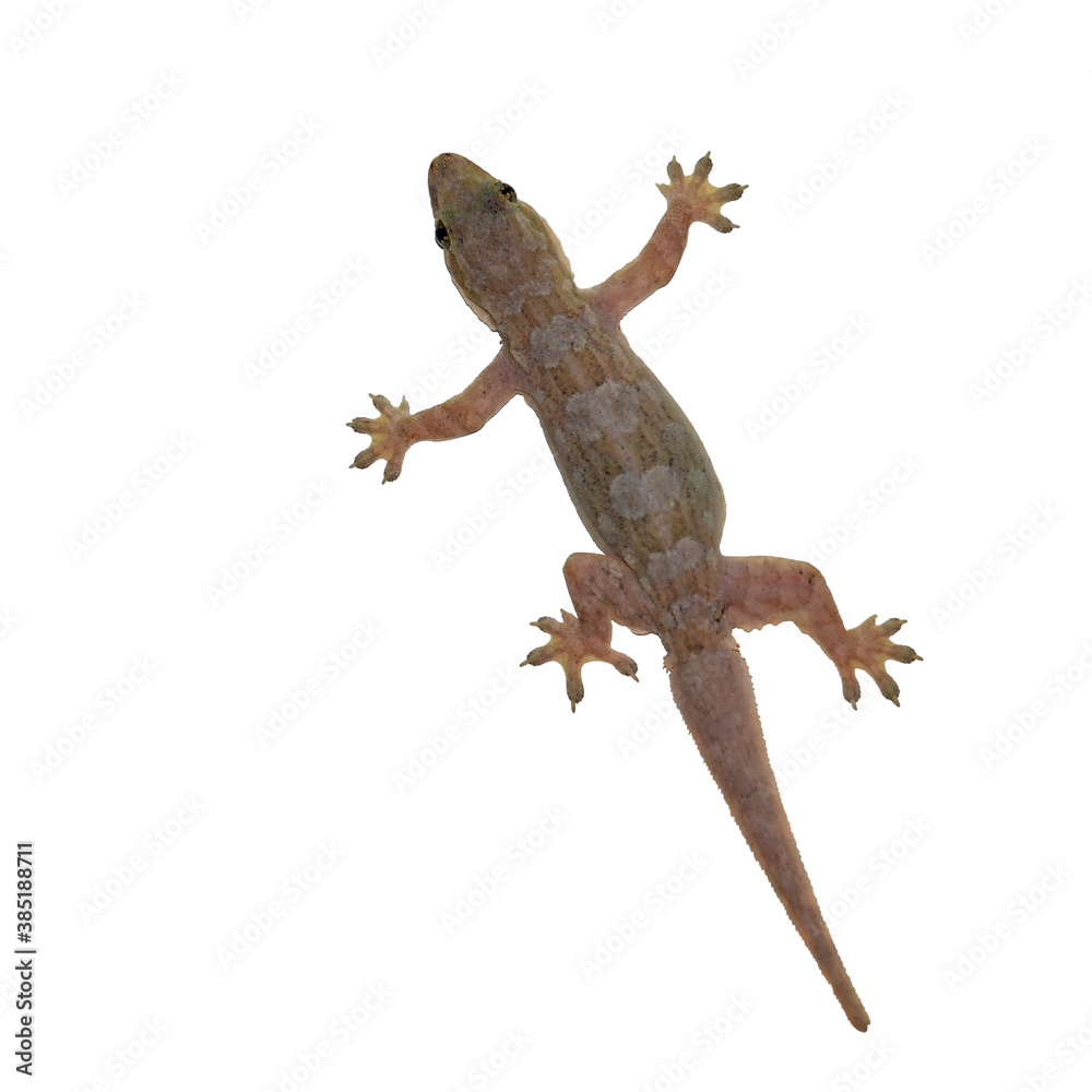 Fototapeta premium Tachybates Fizinger