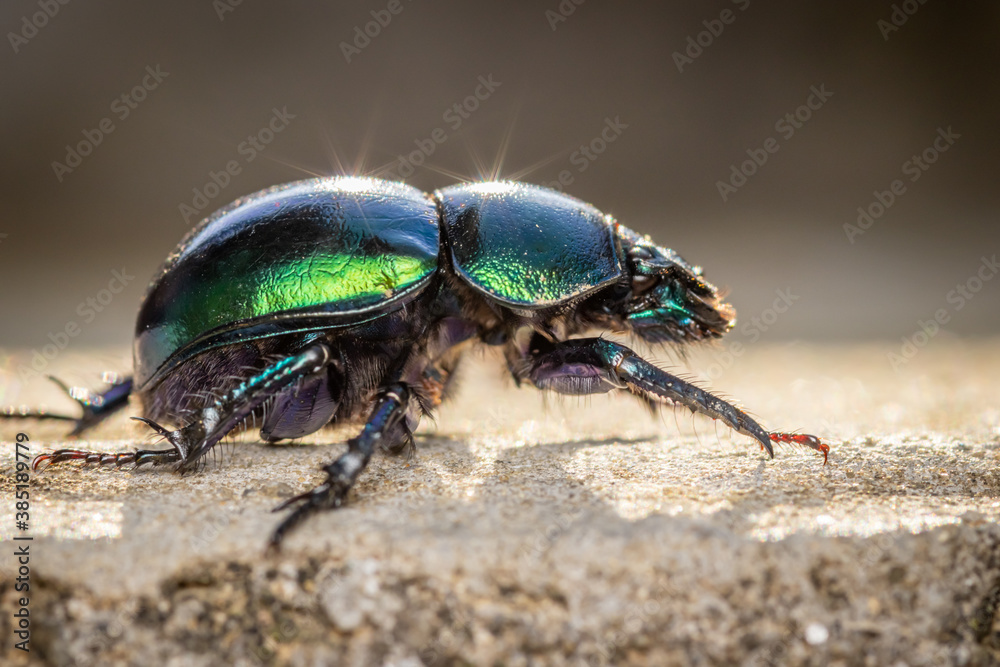 Spring dor beetle (Trypocopris vernalis) Spring dor beetle (Trypocopris vernalis)