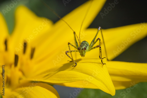 Speckled bush-cricket (Leptophyes punctatissima) © Gbor