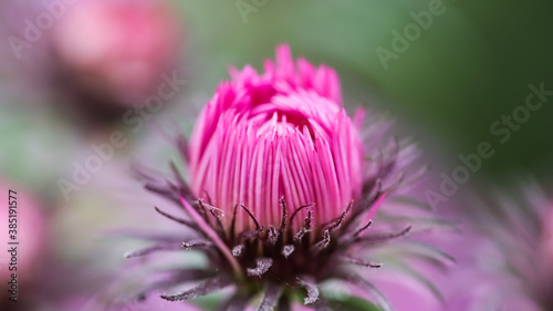 Beautiful pink bud of autumn aster in the garden