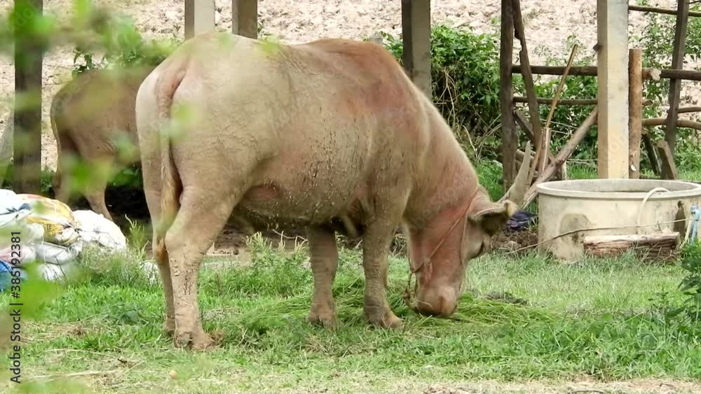 Albino buffalo, white buffalo eating grass in the farm Thailand Albino buffalo, white buffalo eating grass in the farm Thailand