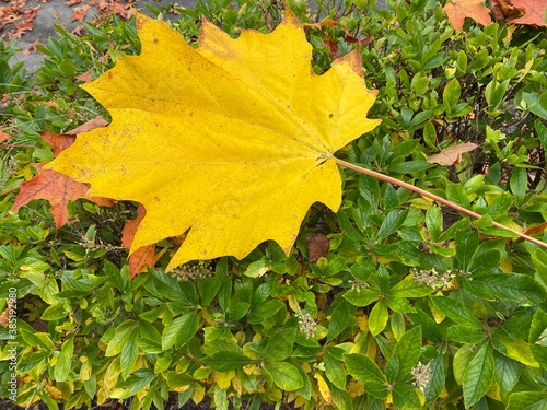 yellow maple leaves