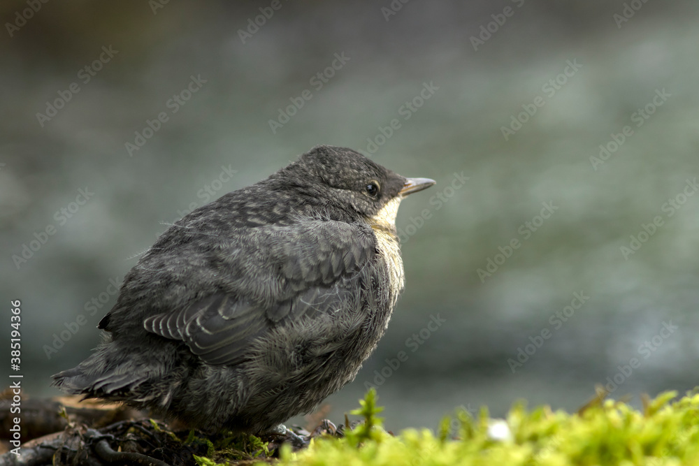 Young dipper (Cinclus cinclus) standing alone by the water Young dipper (Cinclus cinclus) standing alone by the water