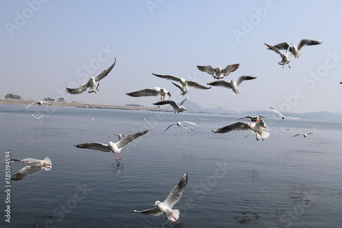 Birds flying at Dam