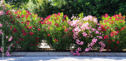 Bushes of red and pink flowers Nerium oleander growing along the road. photo