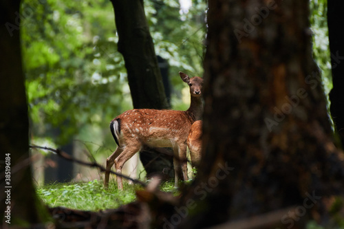 Female fallow deer in Carpathian forest, Slovakia, Europe © Tom