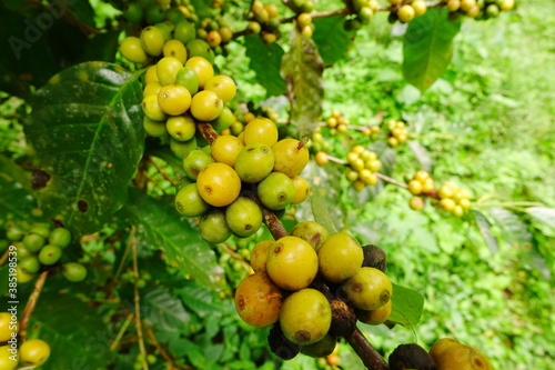 Coffee beans ripening on a tree 