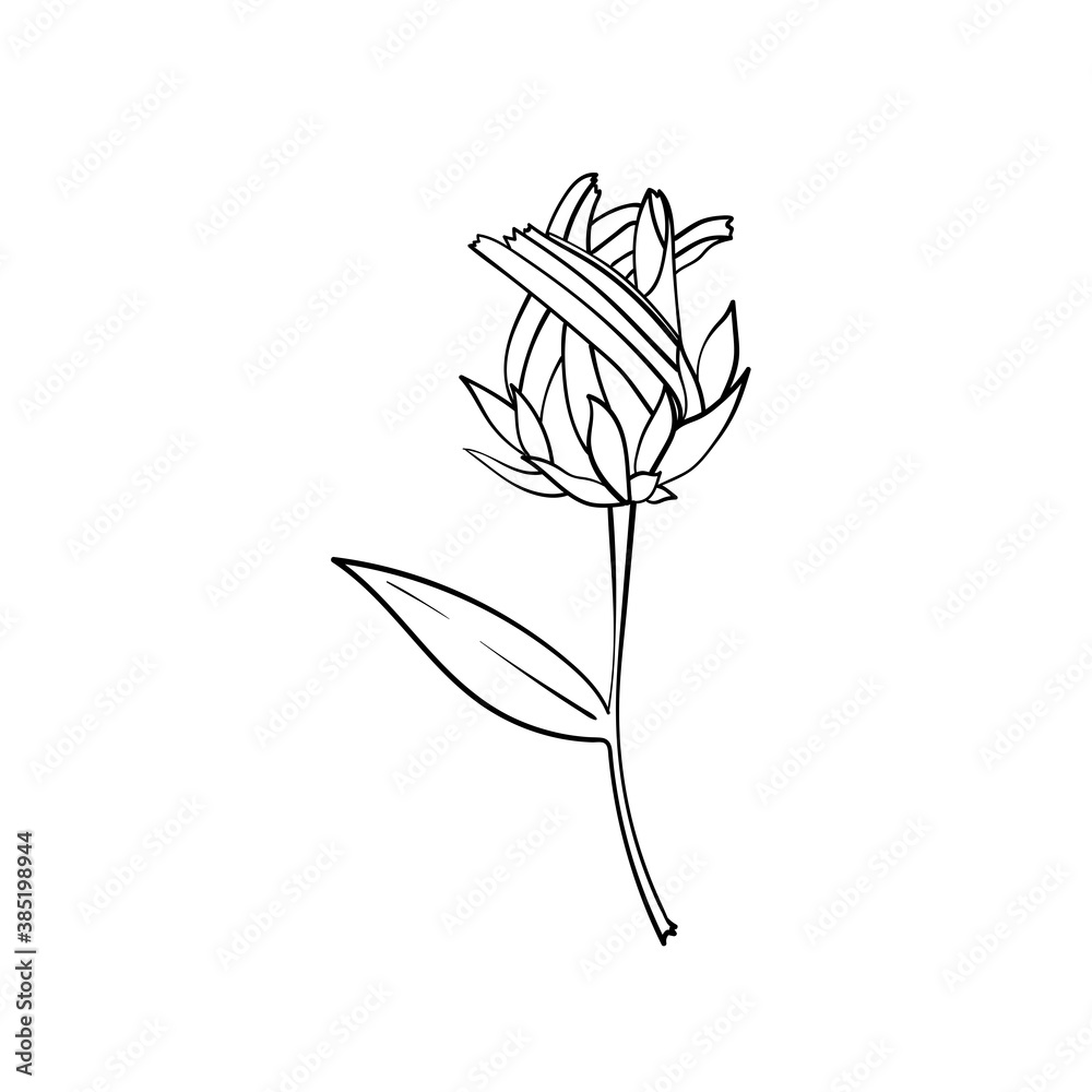 Obraz premium illustration of a flower Rudbeckia hirta