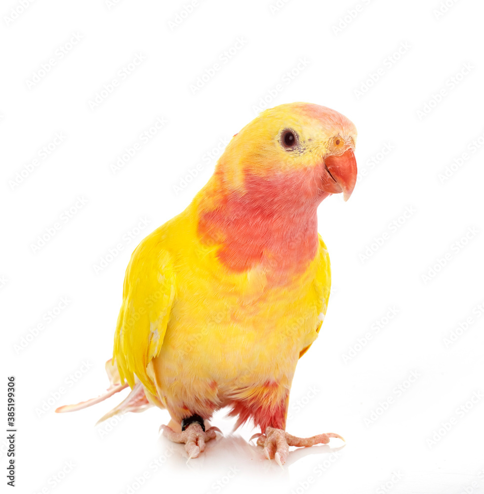 Obraz premium Princess parrot in studio