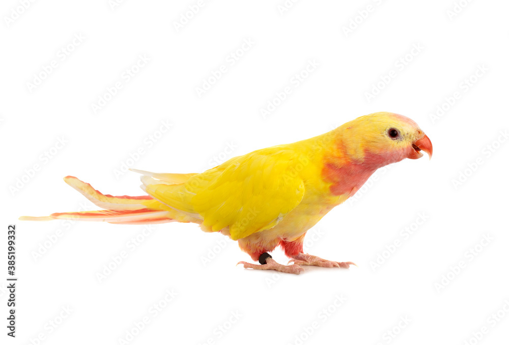 Obraz premium Princess parrot in studio