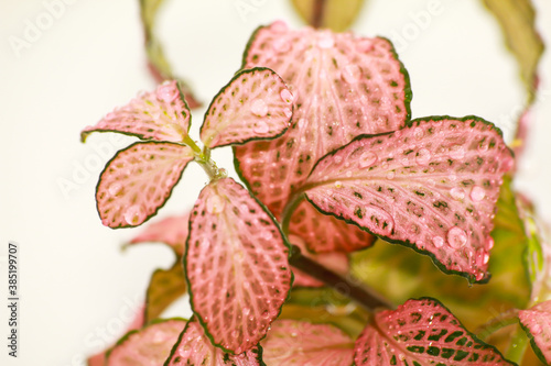 Colourful leaf with water drops