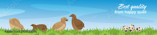 Vector illustration of happy quails in a farm landscape. 