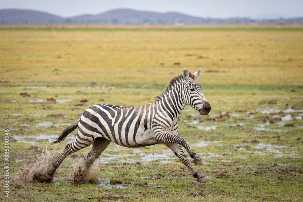 Fototapeta premium Zebra running in muddy plains of Amboseli National Park in Kenya