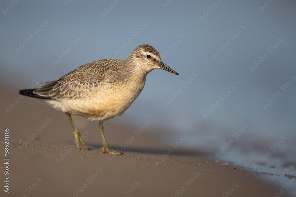 Red knot Red knot