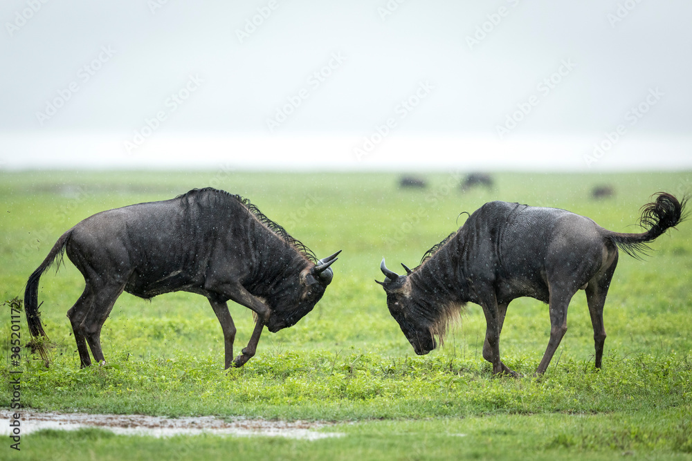 Fototapeta premium Two white bearded wildebeest fighting in green plains of Ngorongoro Crater in Tanzania
