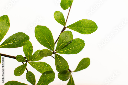 Beautiful Ivory Coast Almond branches isolated on background.