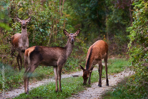 Female red deer in amazing Carpathian forest  Slovakia  Europe