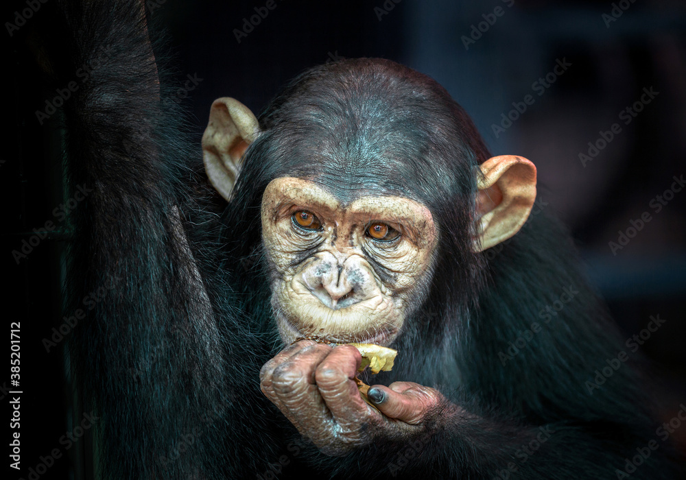 Child chimpanzee face on black background.