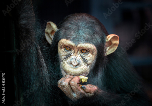 Child chimpanzee face on black background. © MrPreecha