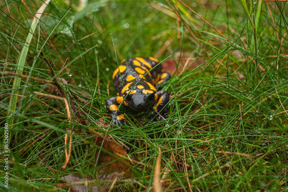Salamandra de fuego amarilla con negro entré la hierba Salamandra de fuego amarilla con negro entré la hierba