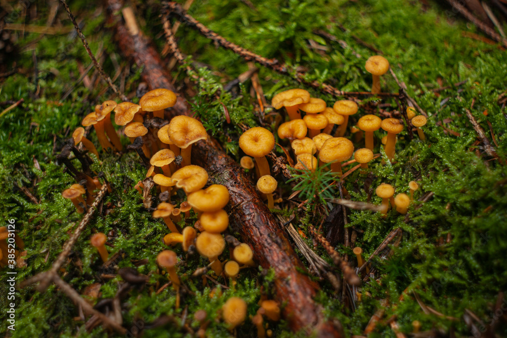 Cantharellus lutescens o camagrocs creciendo en el bosuqe Cantharellus lutescens o camagrocs creciendo en el bosuqe