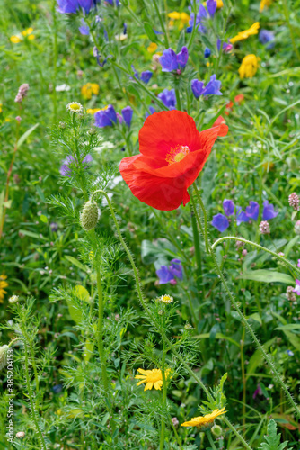 Red poppy blossom in the meadow