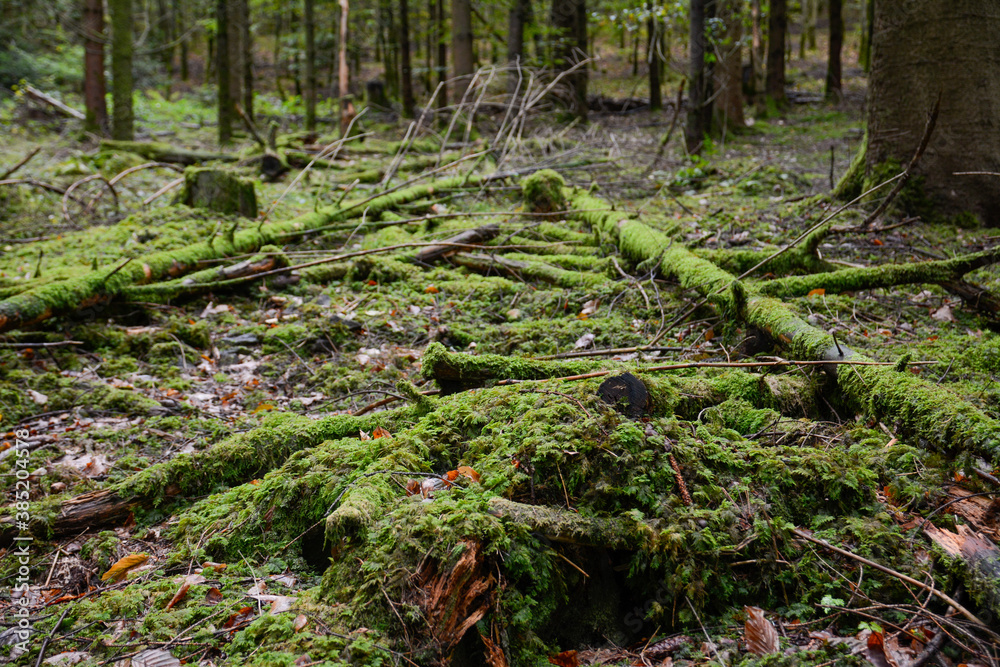 Seelbach, Tretenbach: Wald mit Naturverjüngung.
