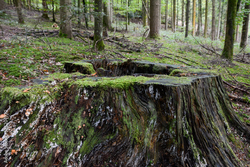 Seelbach, Tretenbach, Vorberzone des Schwarzaldes: Wald mit Naturverjüngung. photo