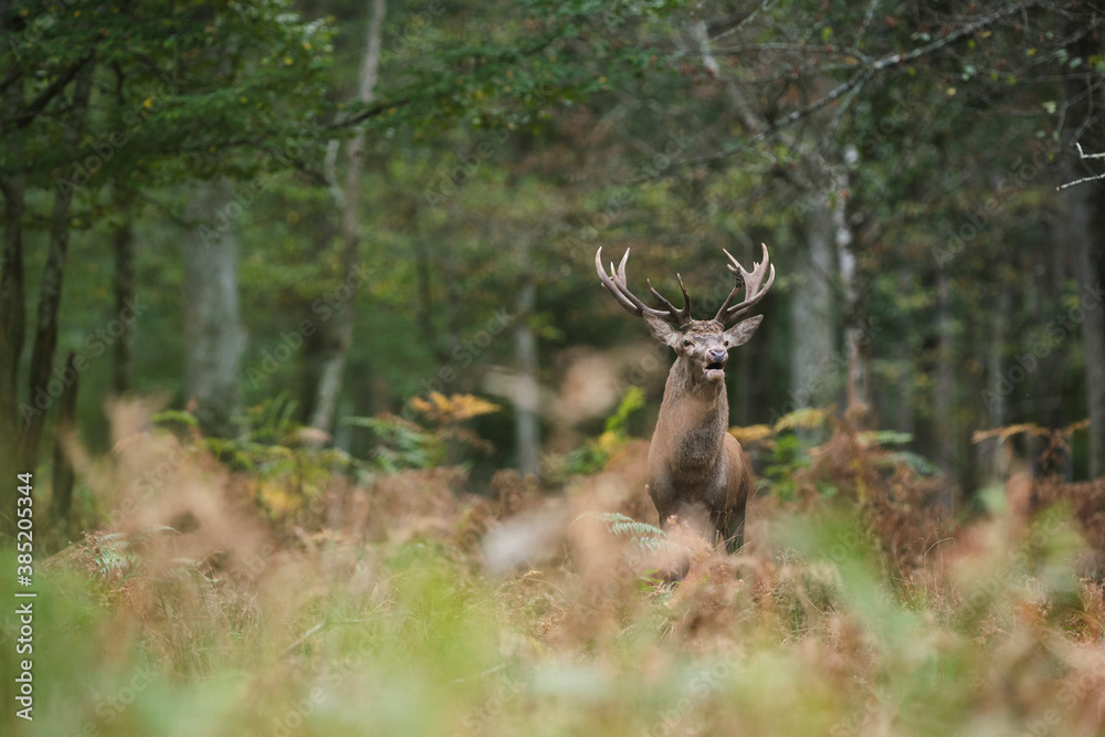 Fototapeta premium Cerf élaphe pendant la période du brame