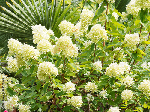 Panicle hydrangea (Hydrangea paniculata) with dark-green leaves and creamy-white flowers with white or pale green florets on upright stems  photo