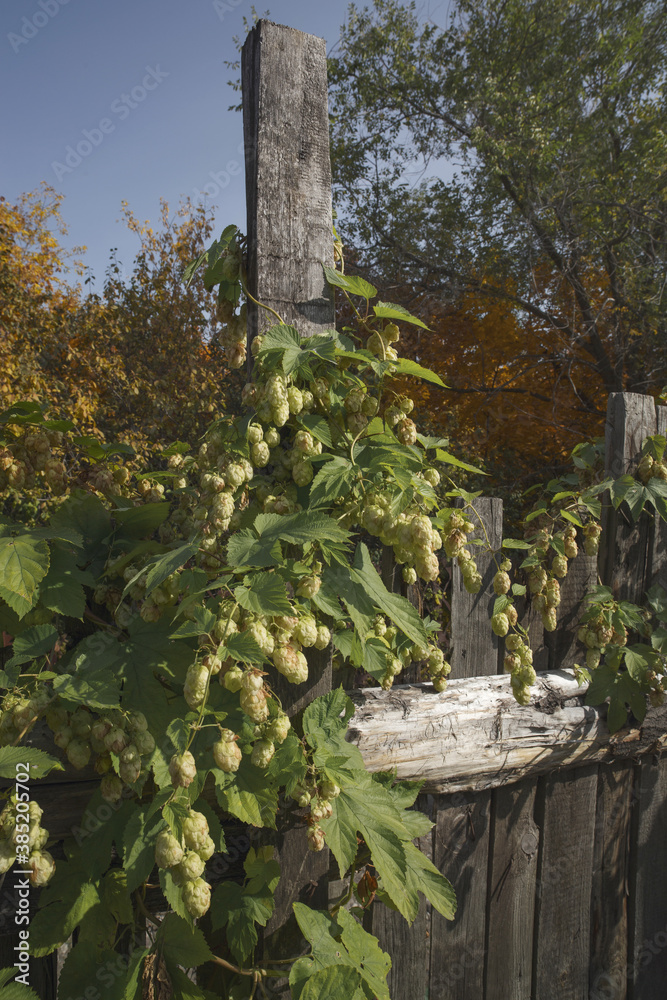 Green fresh hop cones for making beer and bread. Green fresh hop cones for making beer and bread.