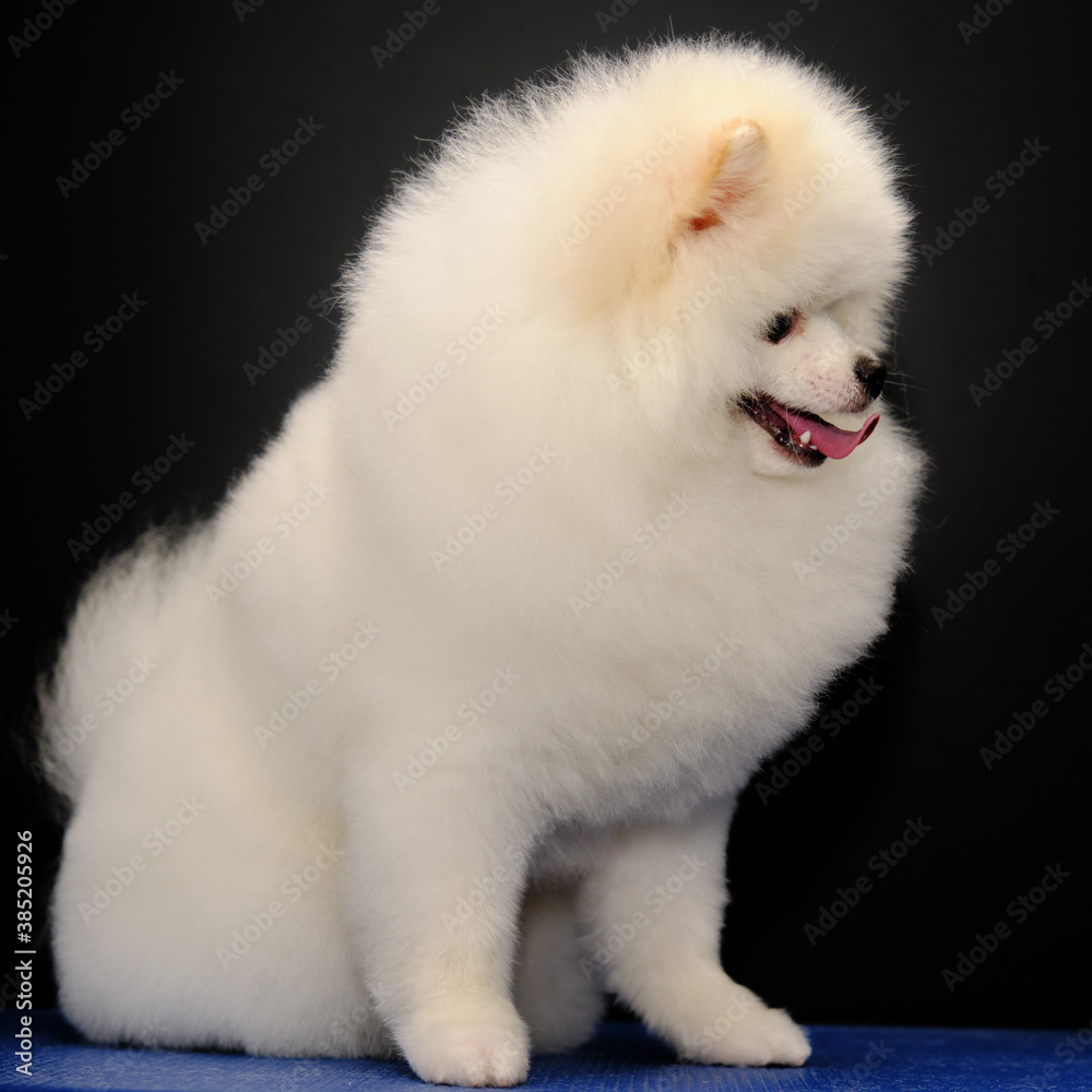 A Pomeranian dog stands on a blue table in front of a black background. Beautiful on-trend hairstyle Spitz
