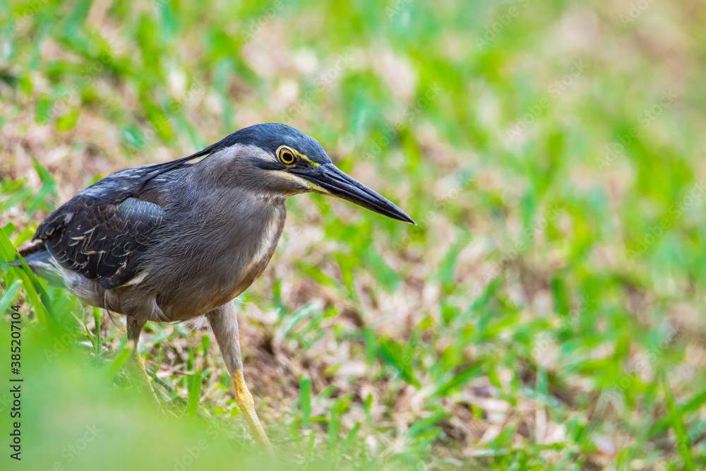 Naklejka premium Nature wildlife image of little heron standing beside lake looking for food.