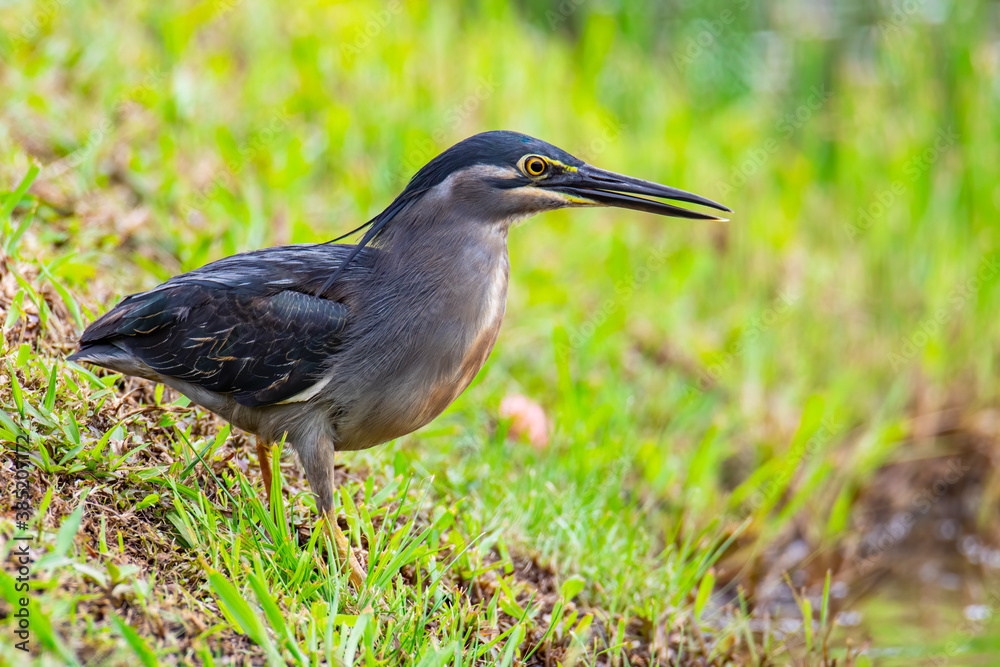 Fototapeta premium Nature wildlife image of little heron standing beside lake looking for food.