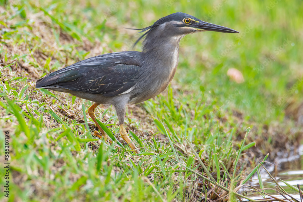 Nature wildlife image of little heron standing beside lake looking for food.
