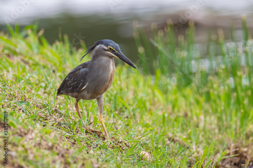 Nature wildlife image of little heron standing beside lake looking for food.